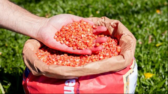 Pedidos para a Etapa Safrinha do Troca-Troca podem ser feitos até 20 de setembro