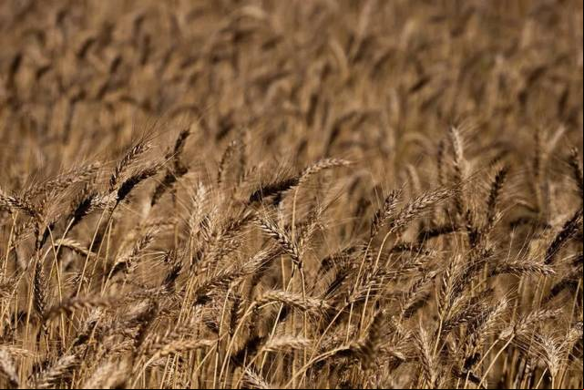 Produtores de trigo poderão vender até 200 mil toneladas do cereal da safra para o Governo Federal